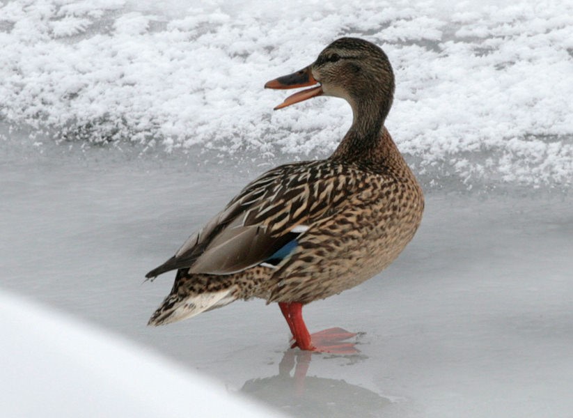 «Поющая» кряква