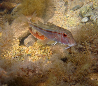 Красная кефаль