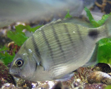 Ласкир (карп)