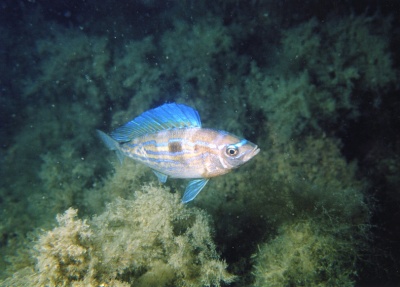 Морской окунь (смарида)