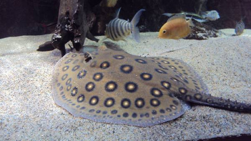 Скат Моторо с другими рыбами Скат Моторо с другими рыбами