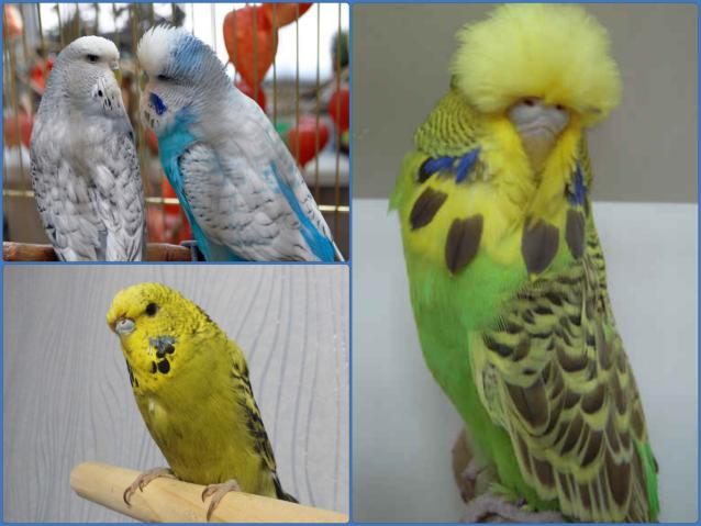 Попугай чех: описание породы