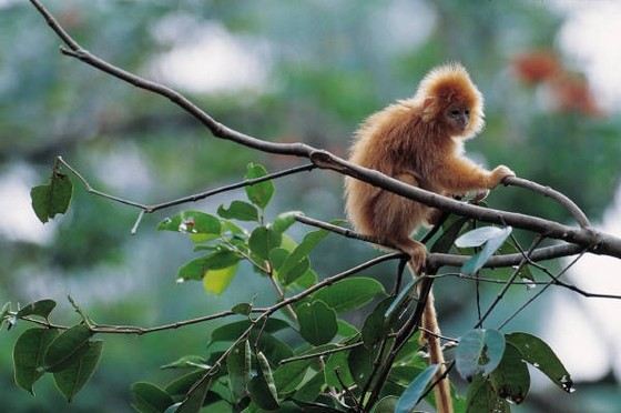 Обезьяны часто живут в теплых странах Обезьяны часто живут в теплых странах