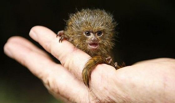 Карликовые игрунки умещаются на ладони Карликовые игрунки умещаются на ладони