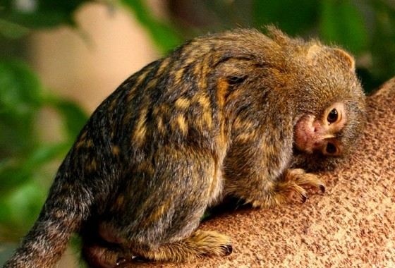 Карликовые игрунки могут прыгать на 2 метра Карликовые игрунки могут прыгать на 2 метра