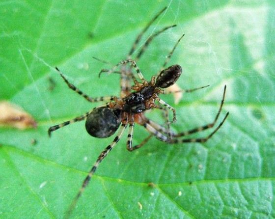 Самые маленькие обезьяны едят пауков Самые маленькие обезьяны едят пауков