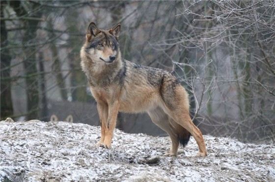 Canis lupus — самые большие волки на земле