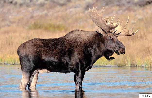 Рассказать детям о лесных животных лось