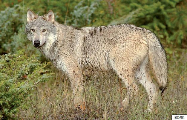 Рассказать детям о лесных животных волк
