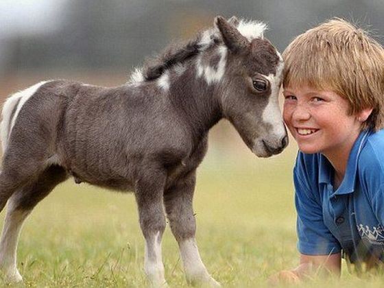 Кличка самой маленькой лошади в мире Литтл Памкин