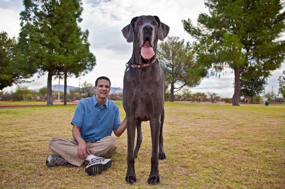 Джордж и его хозяин