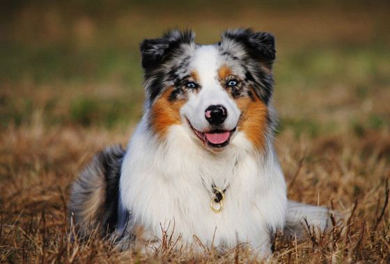 Австралийские овчарки любят простор Австралийские овчарки любят простор