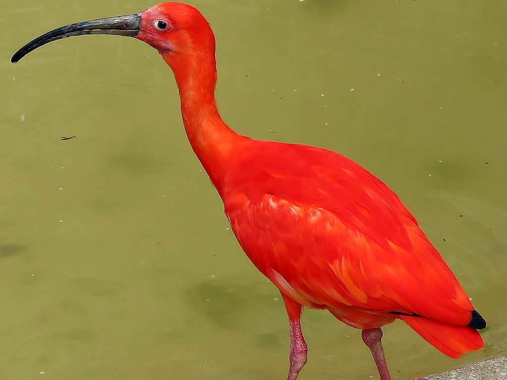 священные животные