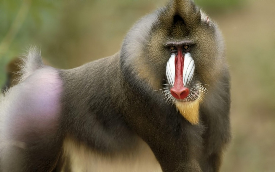 священные животные