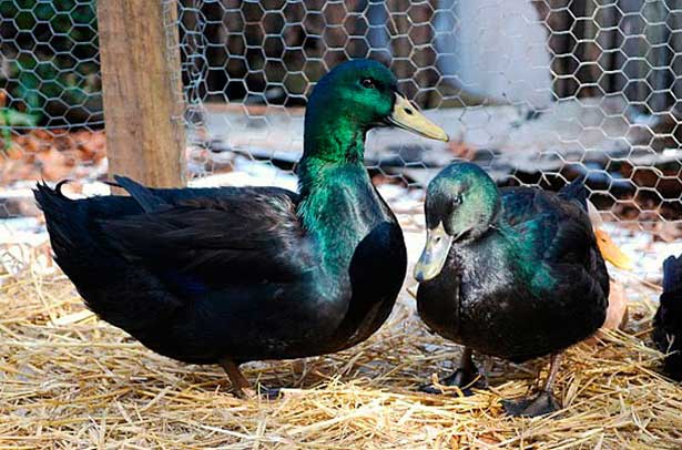 Утки породы Каюга