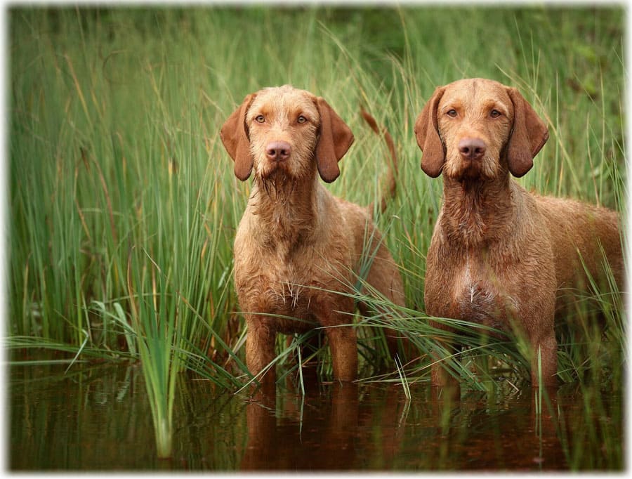 Описание породы венгерская выжла