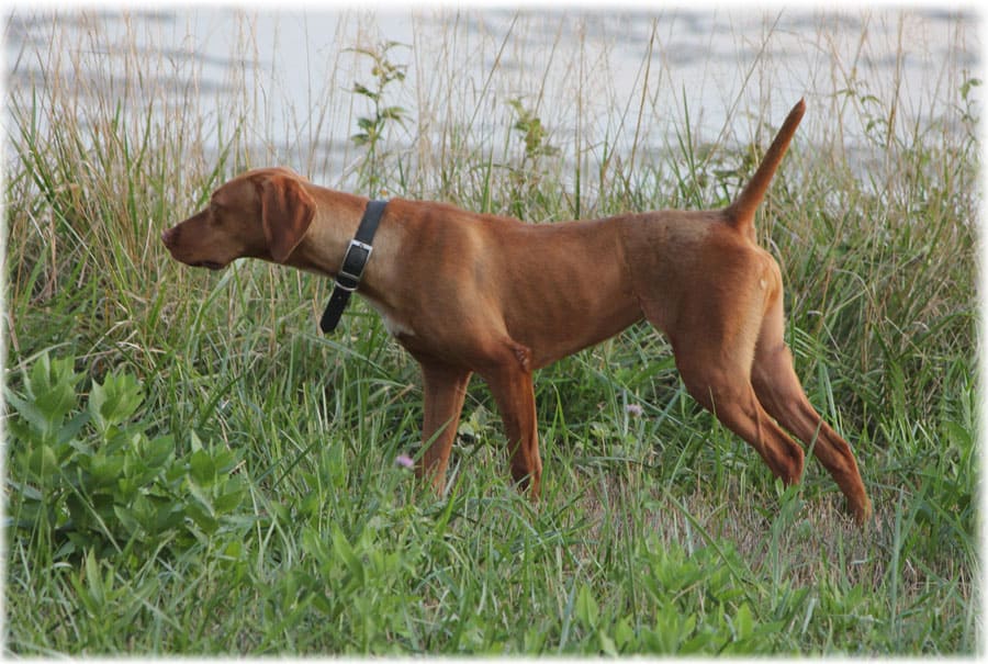 Положение охотничьей собаки