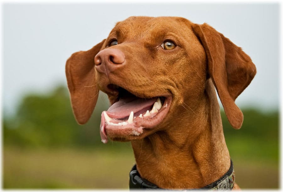 Черты характера выжившего венгра