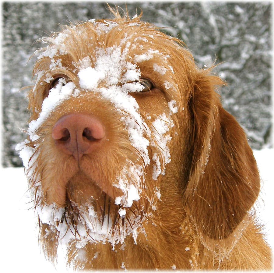 Вергерская пережила зиму