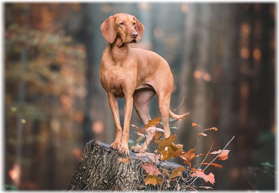Уход за венгерской выжлой