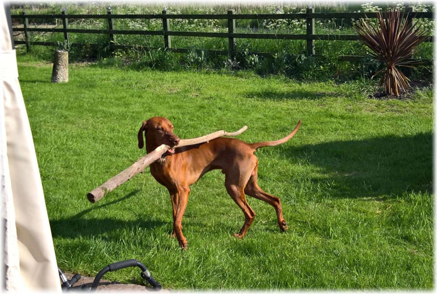 Порода, посвященная охоте