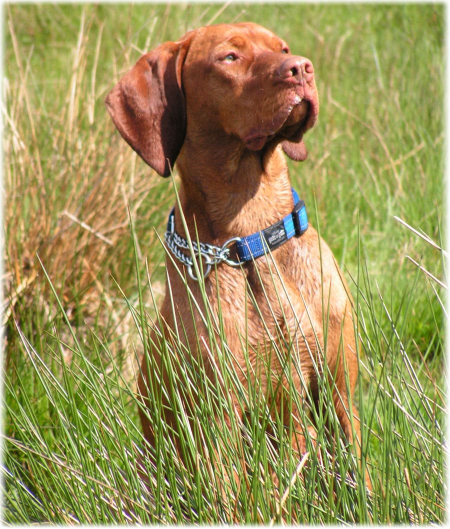 Венгерские эктопаразиты Vizsla (клещи, блохи)