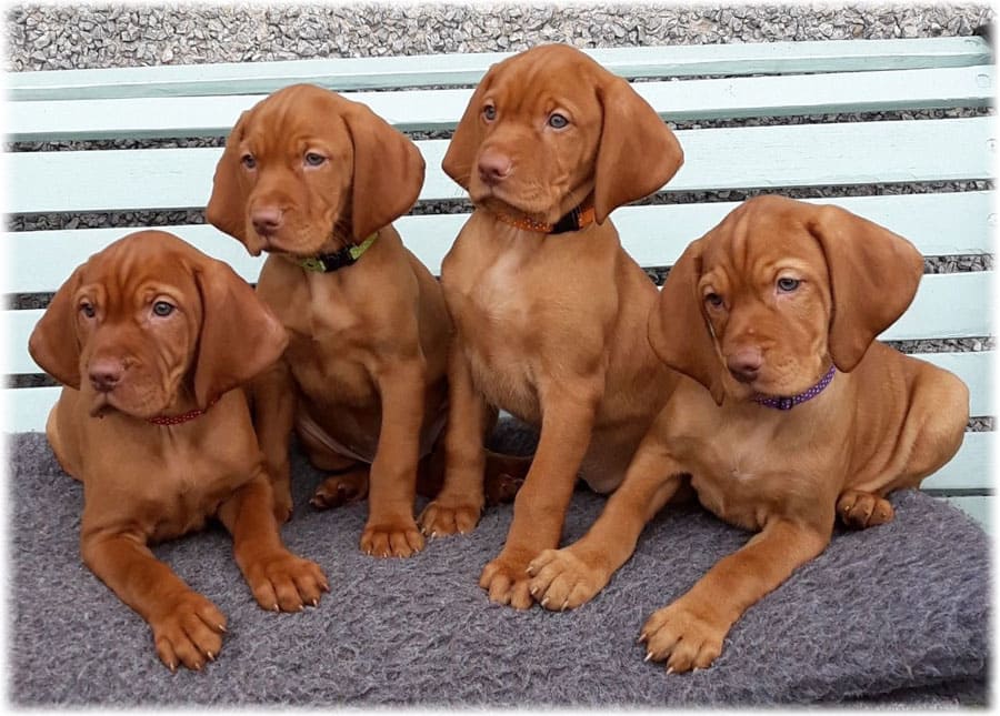 Окрас венгерской выжлы