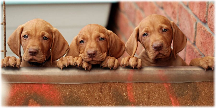 Щенки венгерской выжлы смотрят из-за вольера