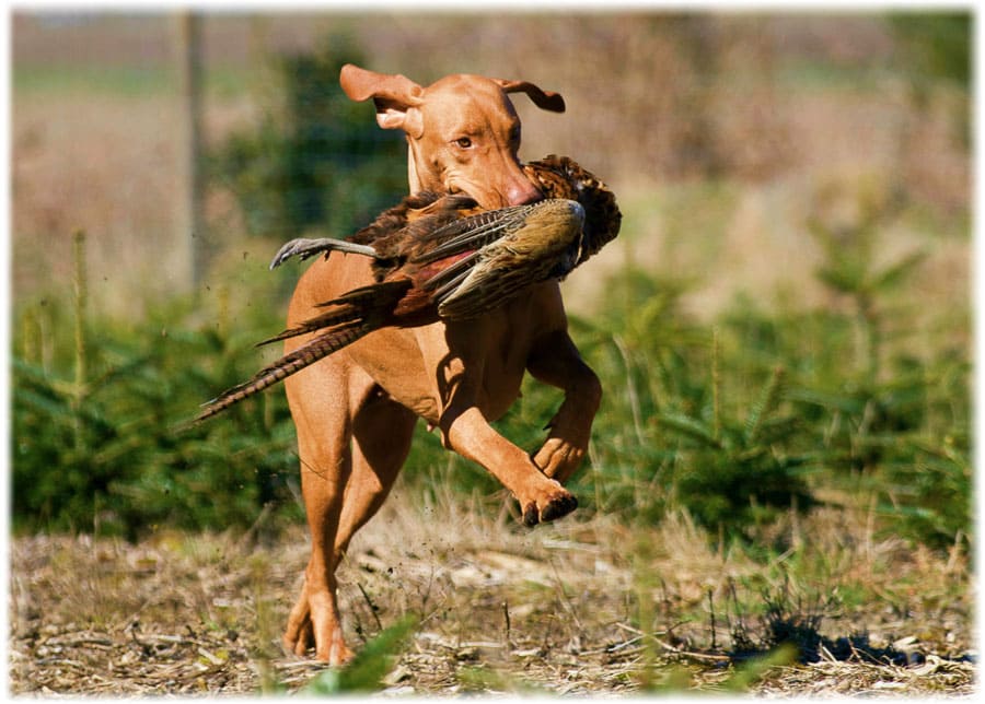 Венгерская выжла несет дичь своему владельцу