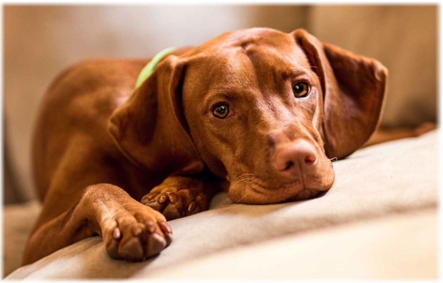 Визсла отдыхает на диване