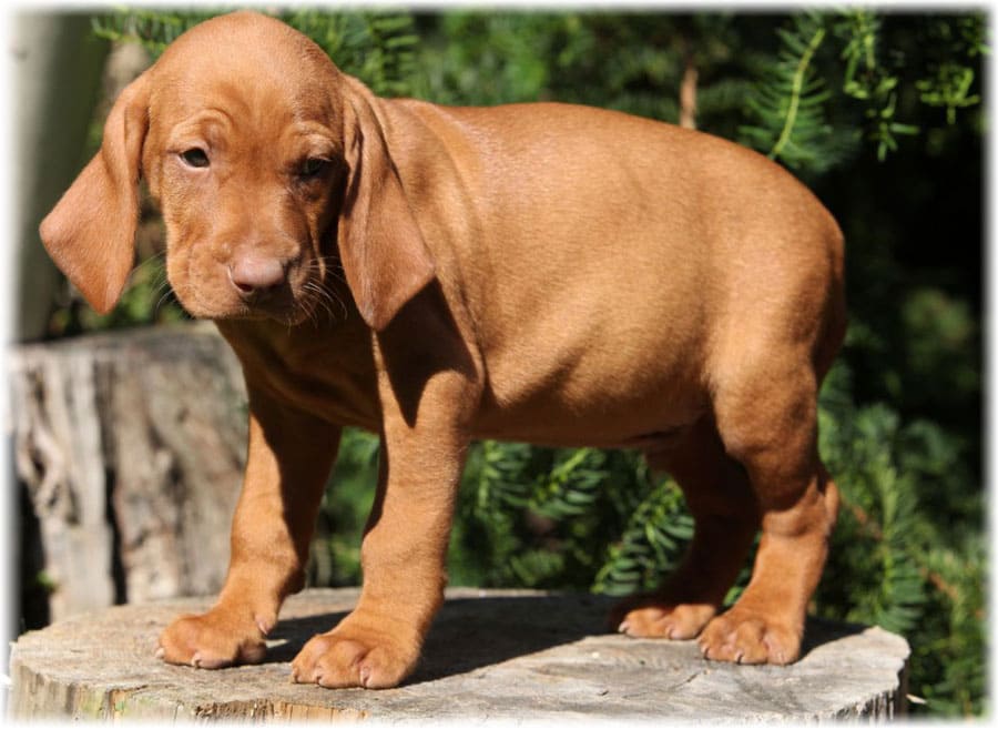 Щенок на пеньке