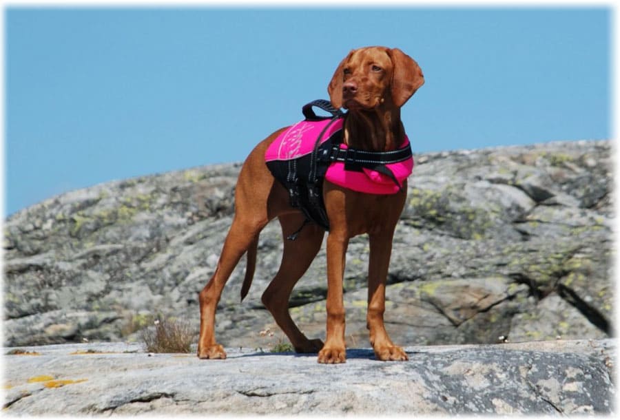 Венгерская визла стоит на скале