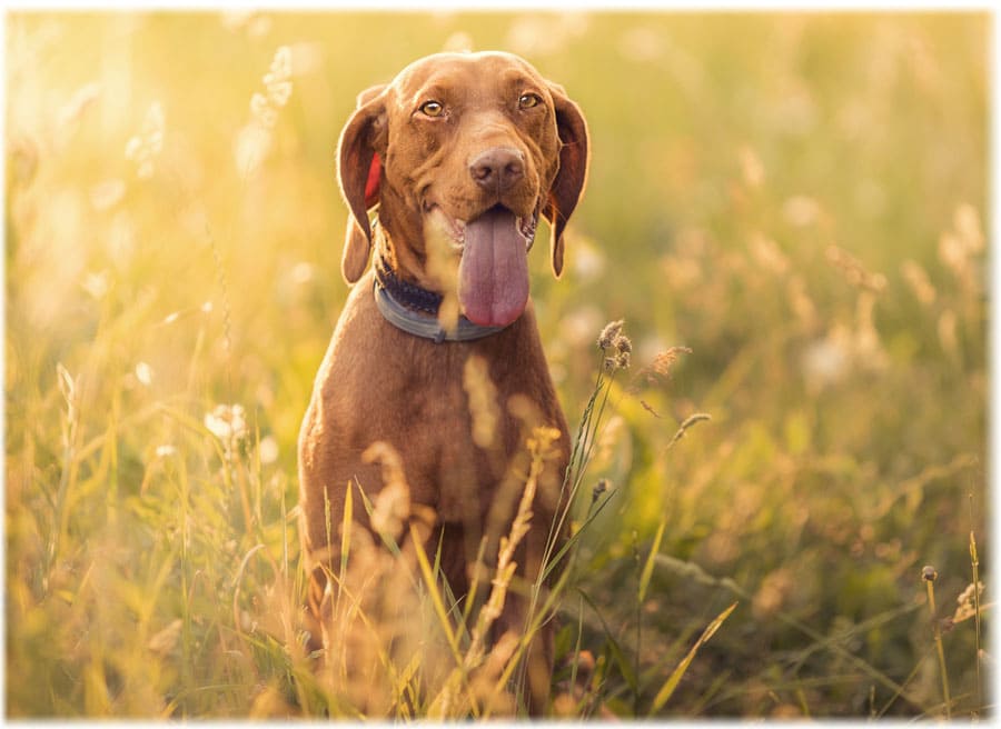 Венгры выживают за счет охоты