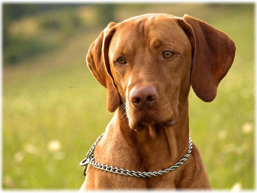 Венгерская выжла