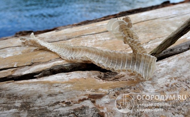 В начале лета многие змеи меняют кожу