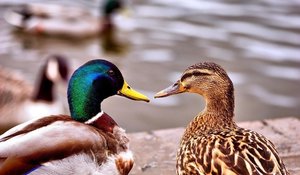 Содержание кряквы Как ухаживать за кряквой