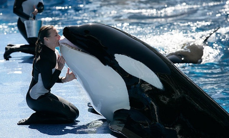 Внешний вид косатки