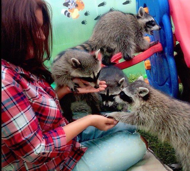 Сколько лет живут еноты в домашних условиях