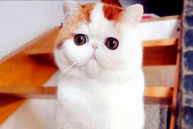Кошка снупи сколько стоит