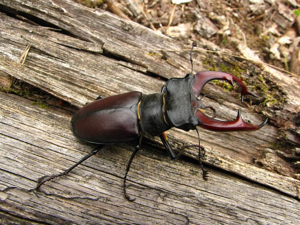 Жук-рогач становится исчезающим животным. Жук-рогач становится исчезающим животным.