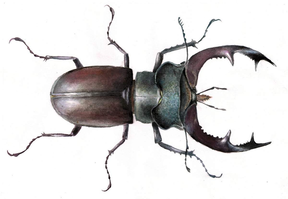 Природоохранные организации заботятся о сохранении вида. Природоохранные организации заботятся о сохранении вида.