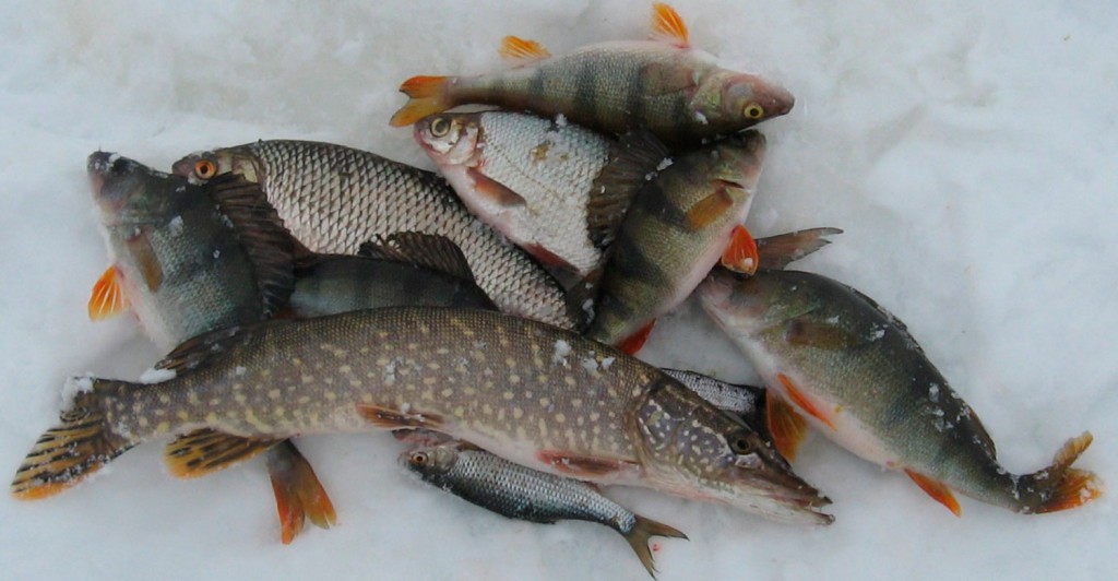 Глухозимье