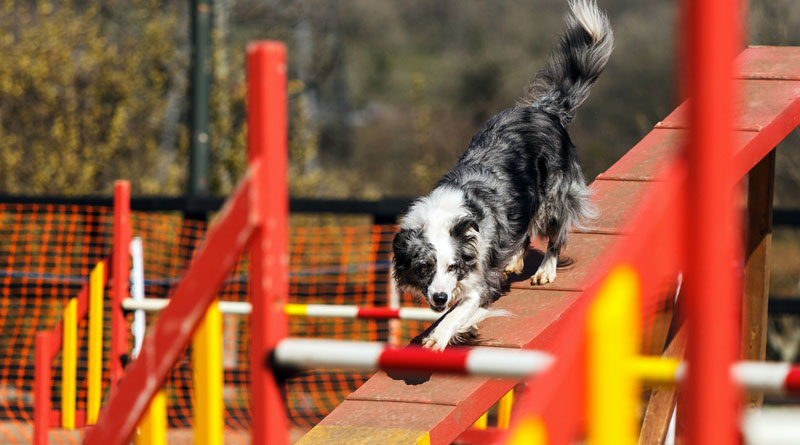 трасса аджилити