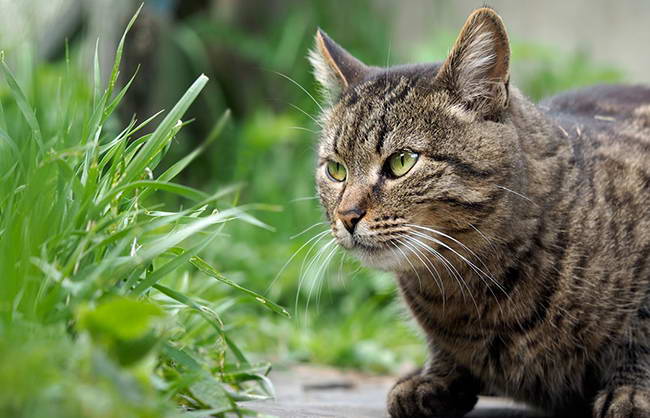 Трава для кошек: виды, польза, выращивание Трава для кошек: виды, польза, выращивание