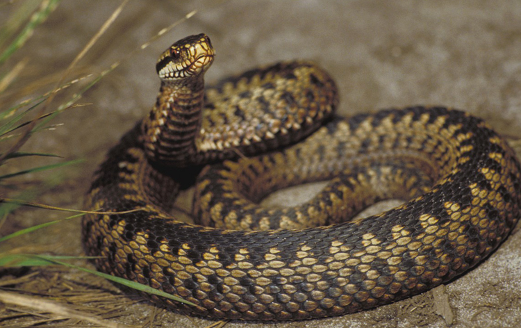 Злая гадюка