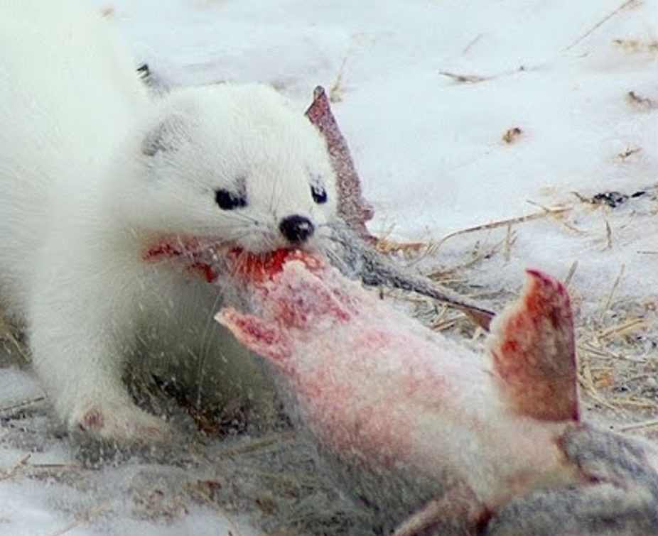 В холодное время года горностай лакомится рыбой