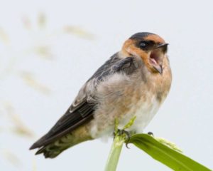 Где зимуют ласточки из России - описание, особенности и интересные факты