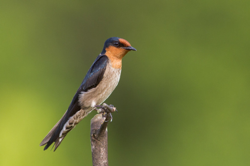 Где зимуют ласточки из России - описание, особенности и интересные факты