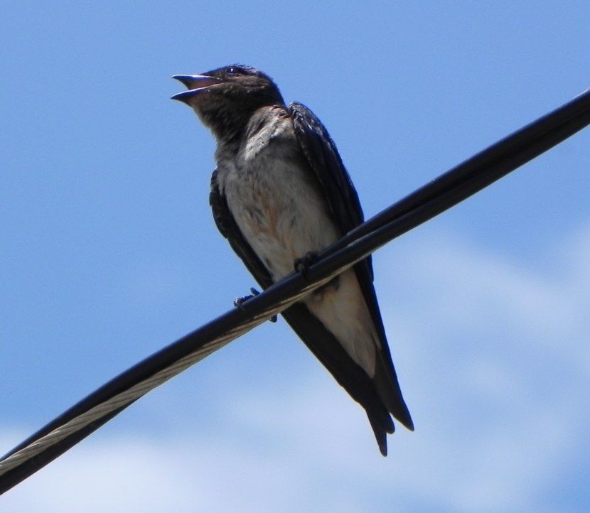 Где зимуют ласточки из России - описание, особенности и интересные факты