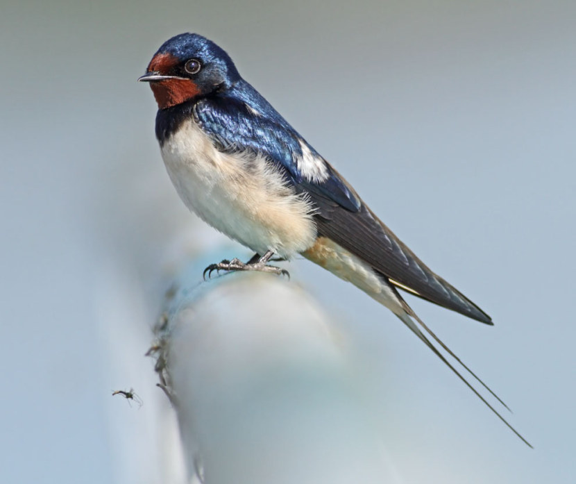 Где зимуют ласточки из России - описание, особенности и интересные факты